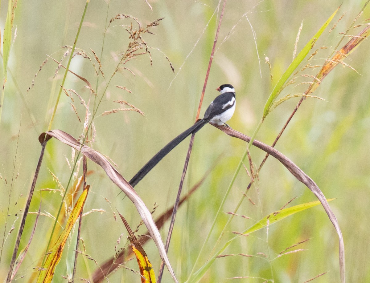 Pin-tailed Whydah - ML641418832