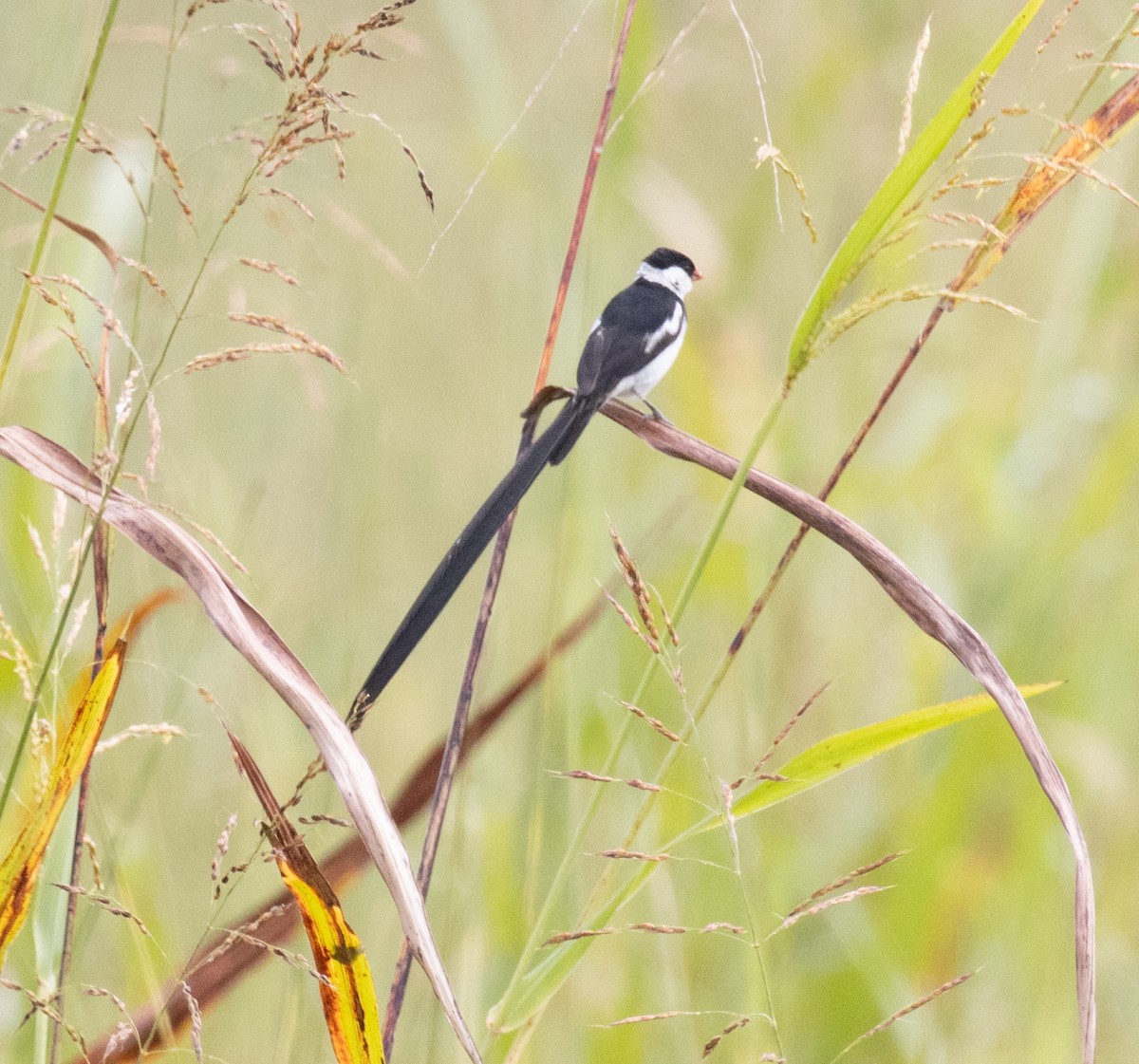 Pin-tailed Whydah - ML641418833