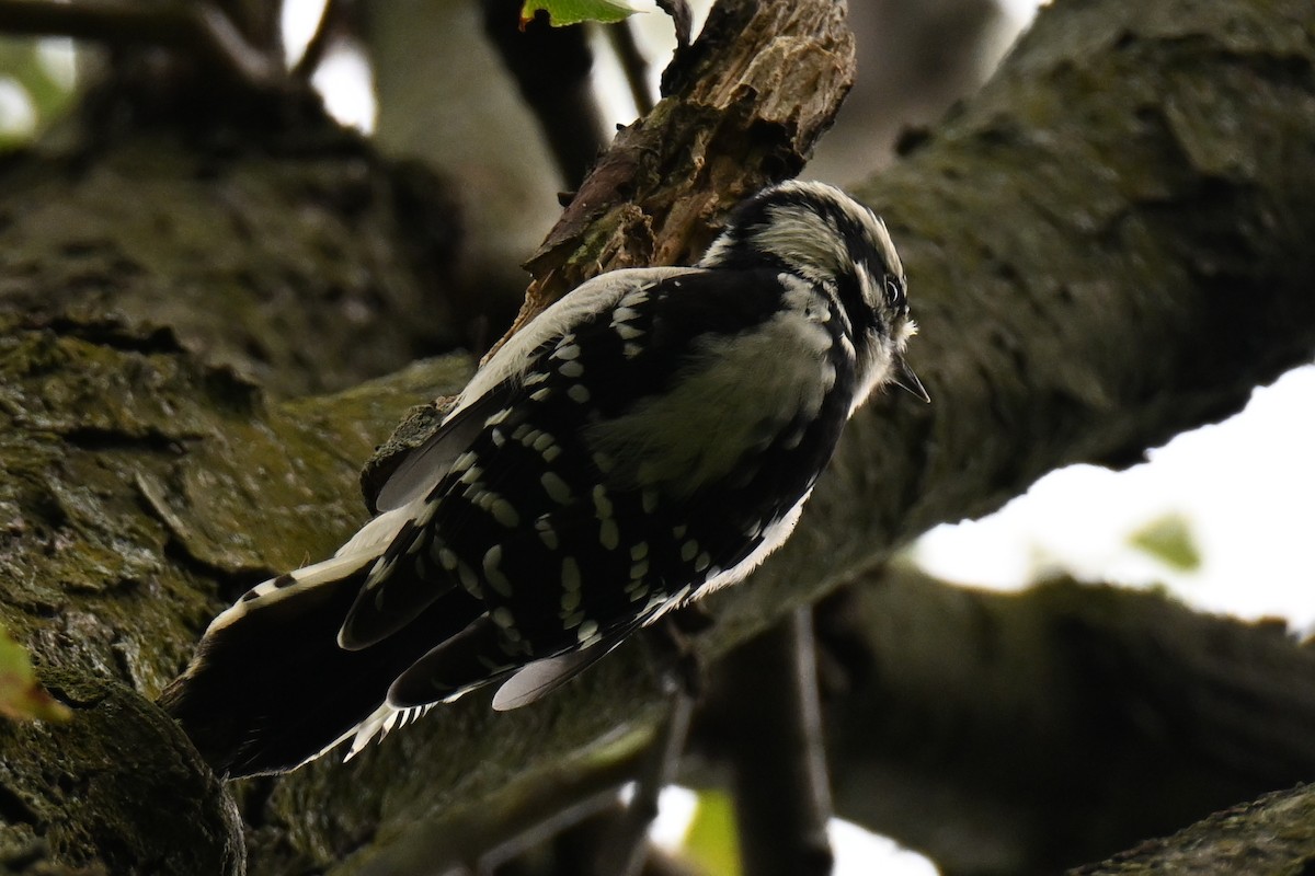 Downy Woodpecker - ML641418834