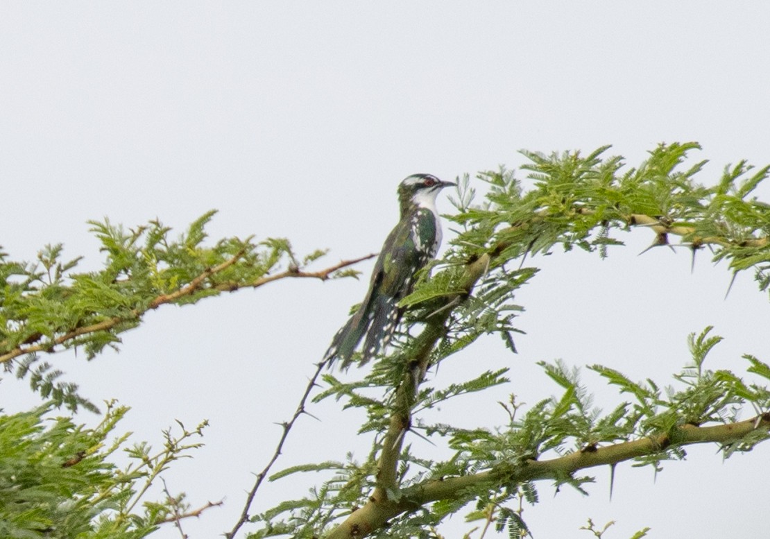 Dideric Cuckoo - ML641418839