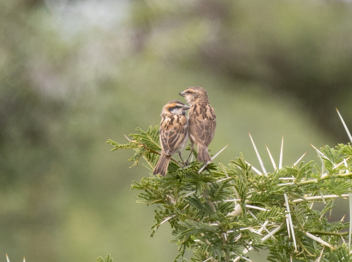 Shelley's Rufous Sparrow - ML641418840