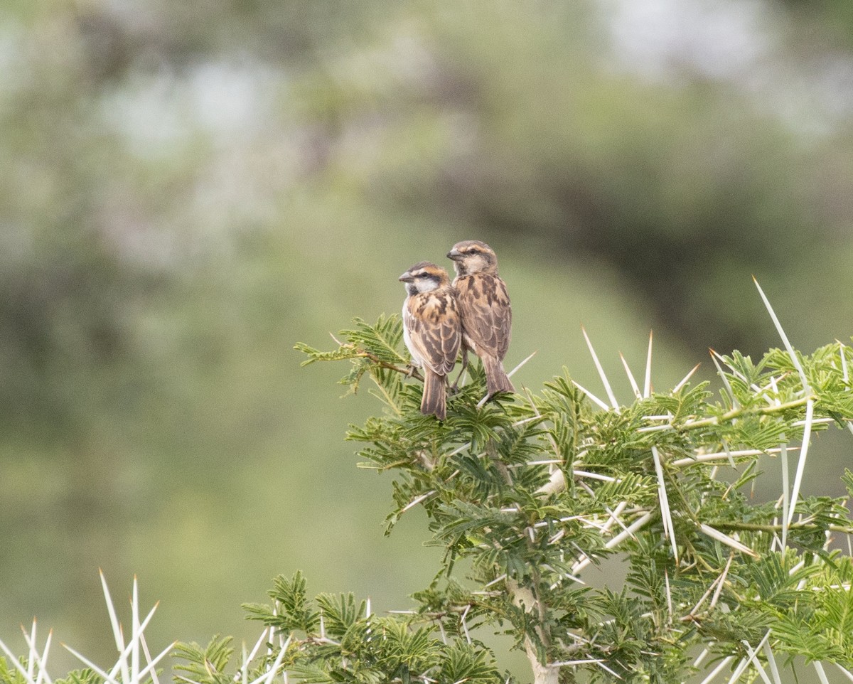 Shelley's Rufous Sparrow - ML641418842
