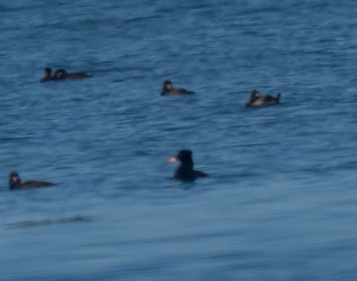 Surf Scoter - ML641418846