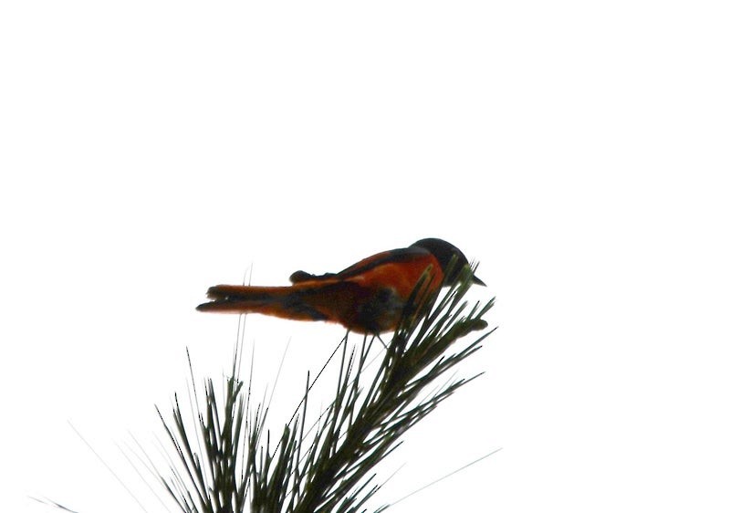 Long-tailed Minivet - ML641418854