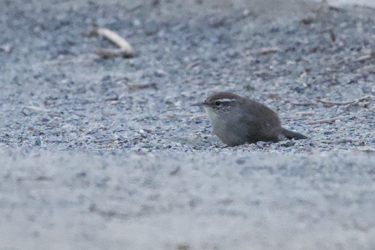 Bewick's Wren - ML641418860