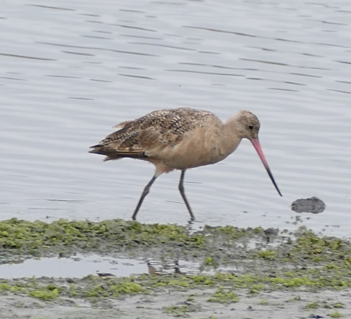Marbled Godwit - ML641418865
