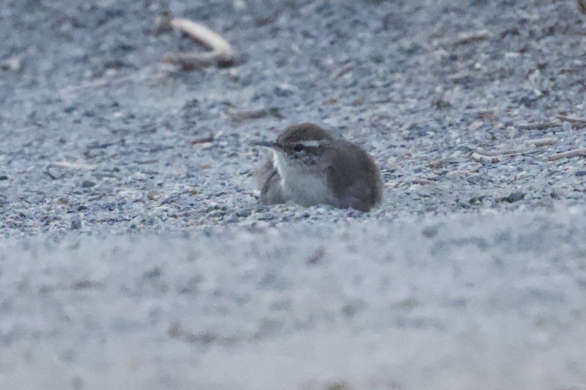 Bewick's Wren - ML641418882