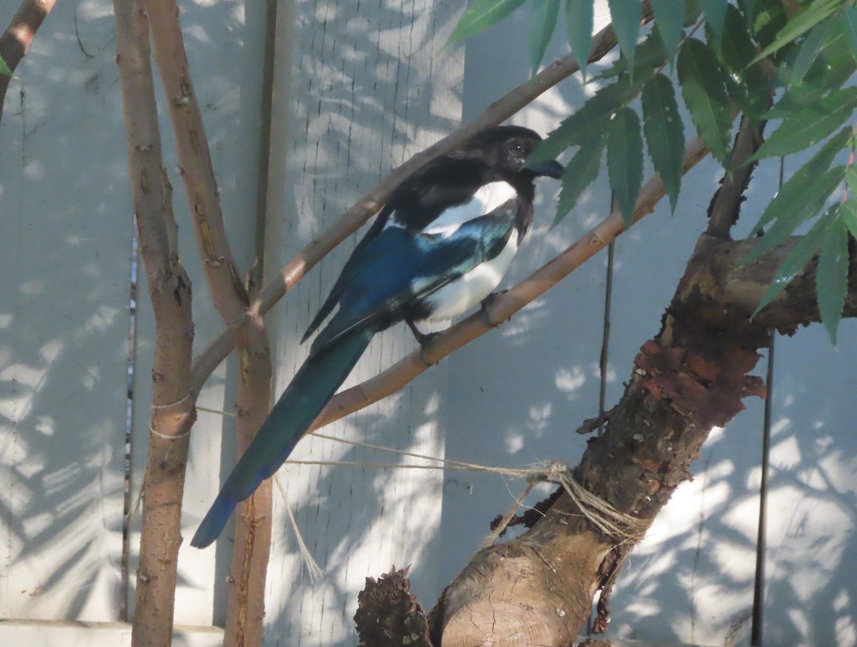 Black-billed Magpie - ML641418885