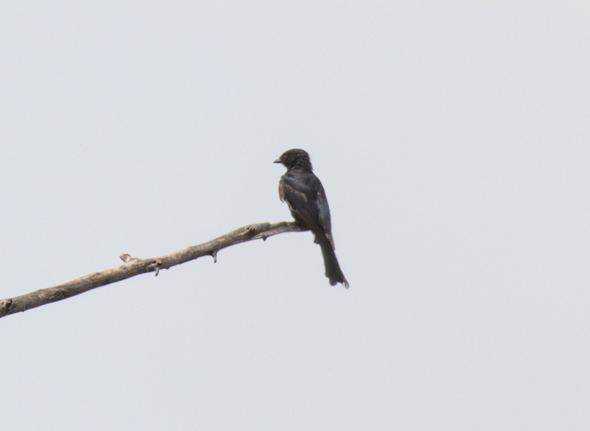 Fork-tailed Drongo (Glossy-backed) - ML641418889