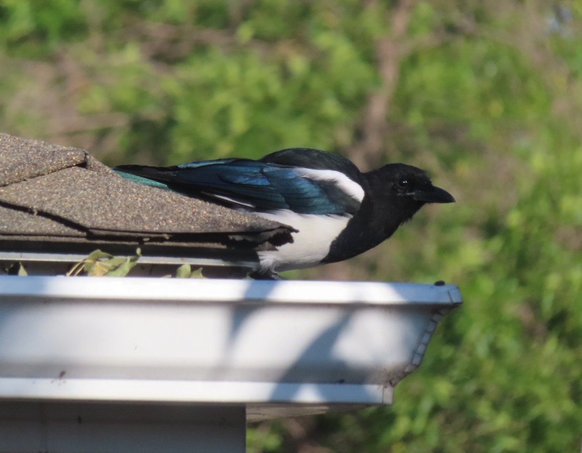 Black-billed Magpie - ML641418897