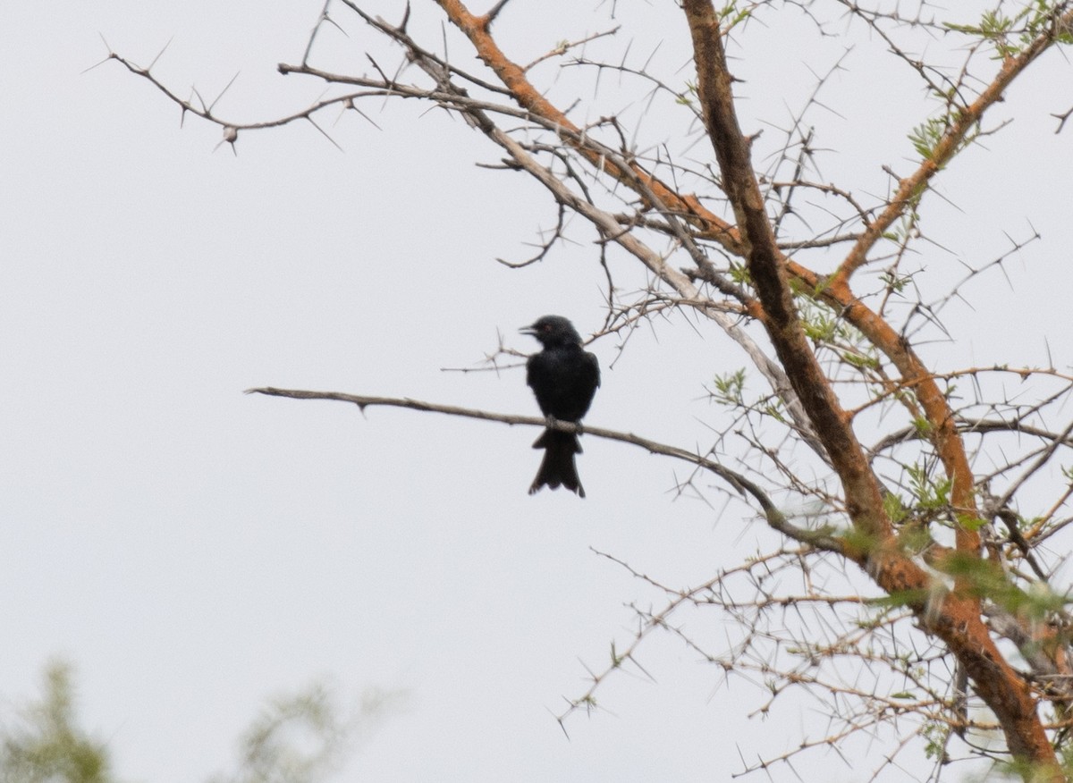 Fork-tailed Drongo (Glossy-backed) - ML641418899