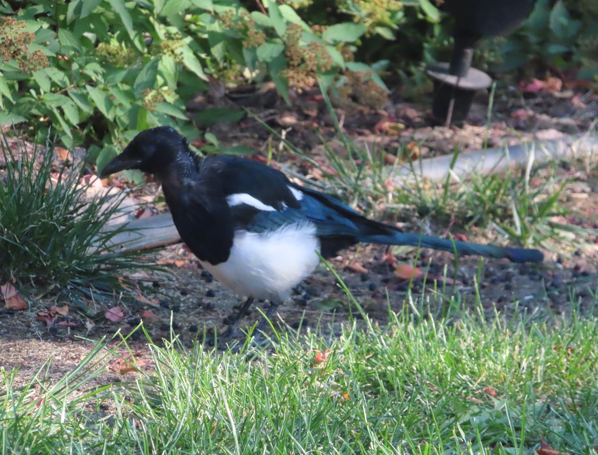 Black-billed Magpie - ML641418905