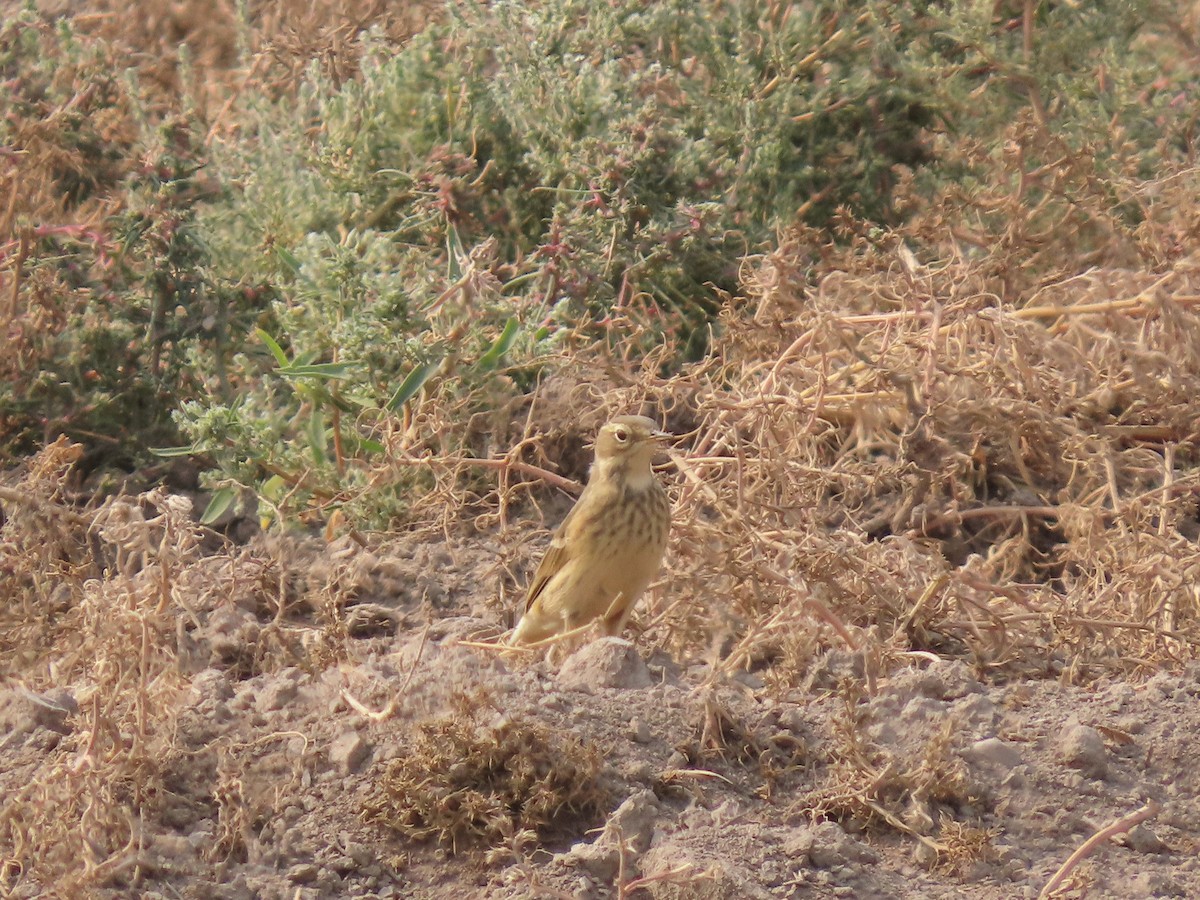 Pipit d'Amérique - ML641418927