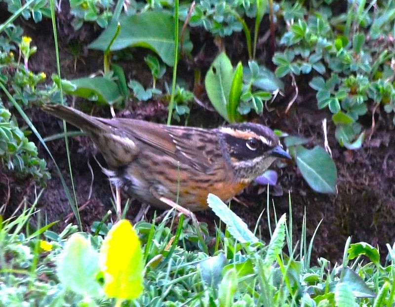 Rufous-breasted Accentor - ML641418947