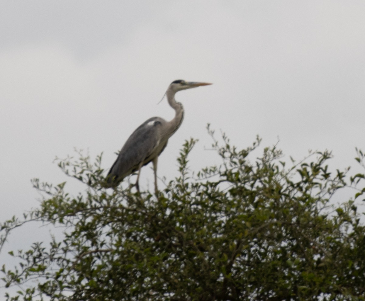 Garza Real (Paleártico) - ML641418969