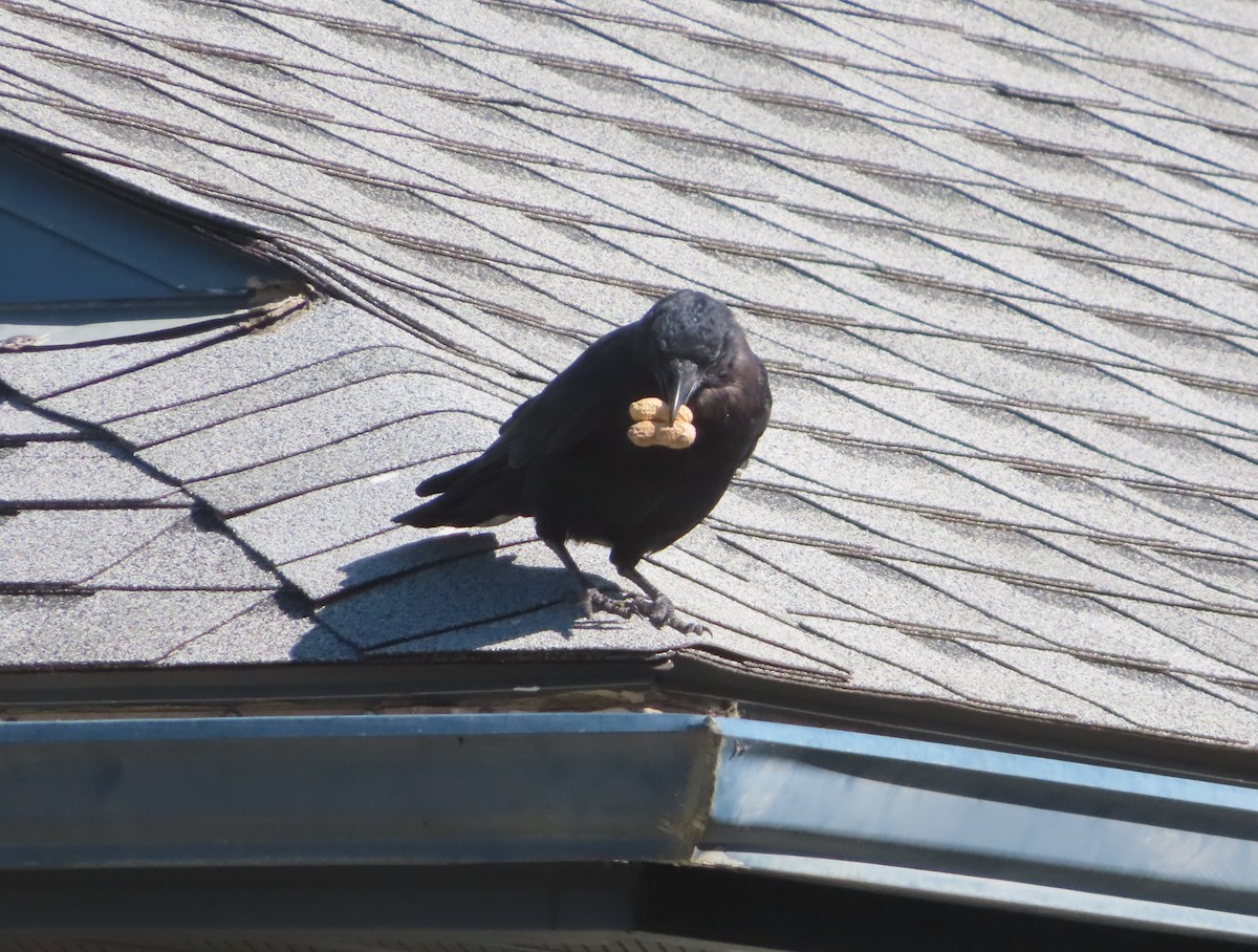 American Crow - ML641418974