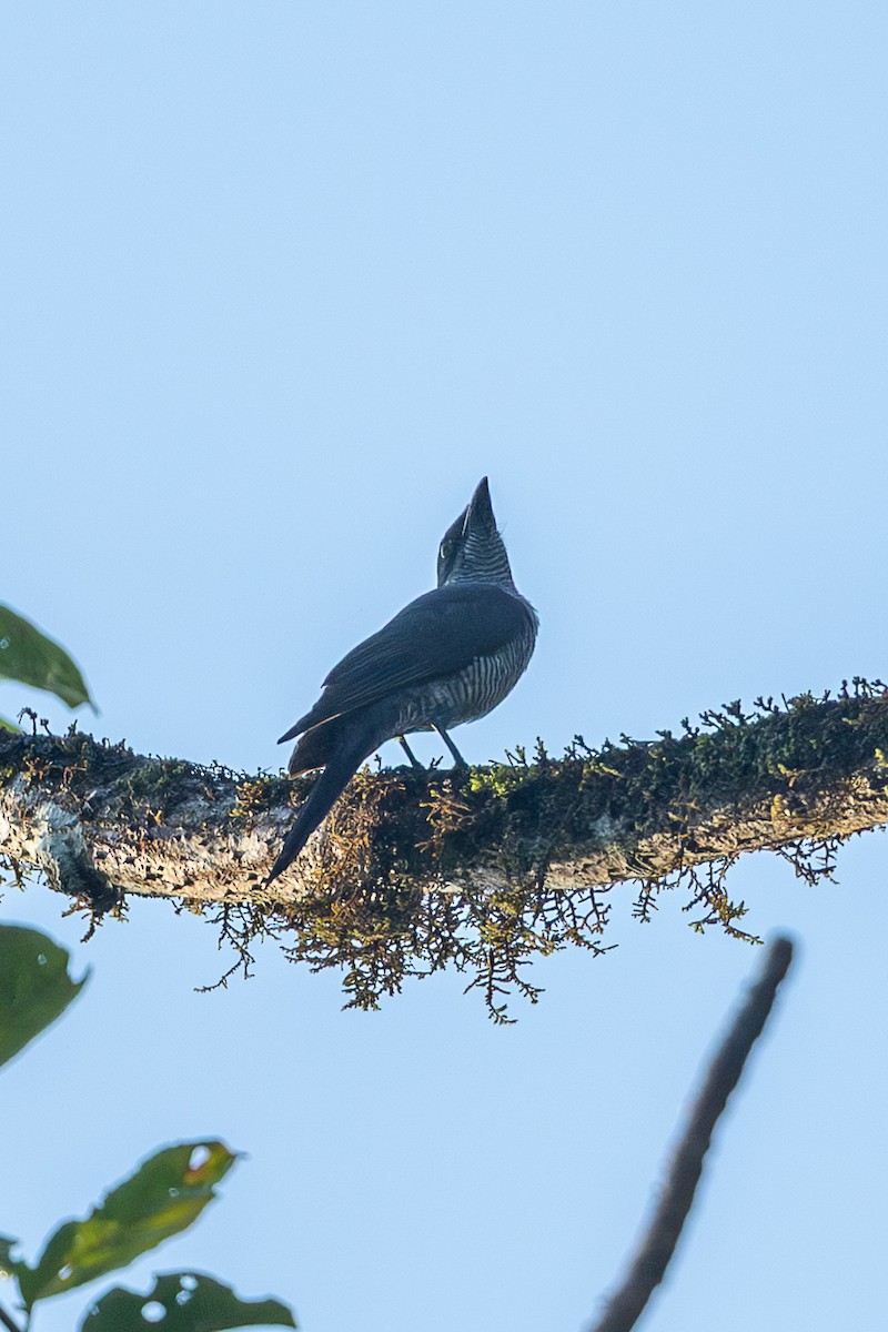 Andaman Cuckooshrike - ML641418977