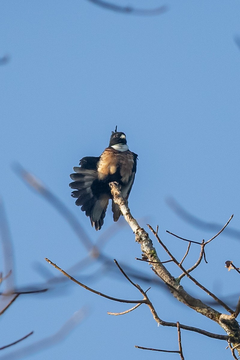 svartbaza - ML641418982