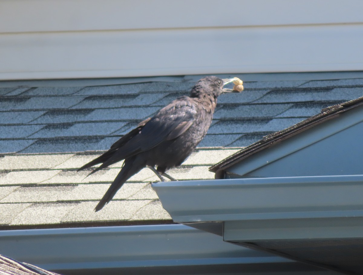American Crow - ML641418983