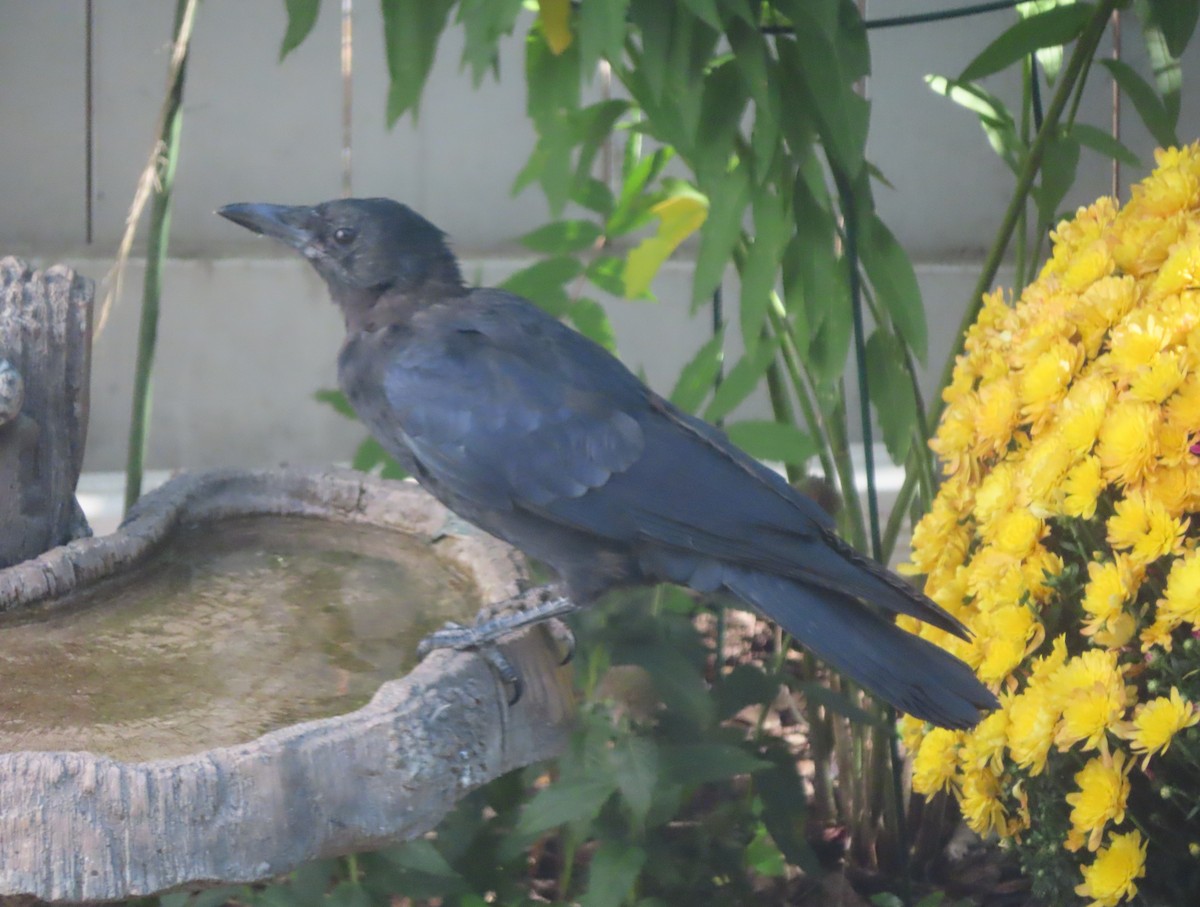 American Crow - ML641418986