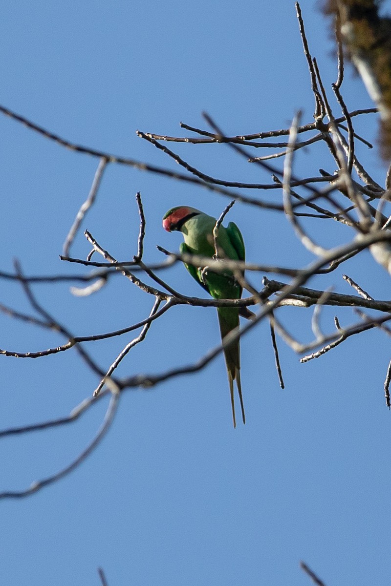 Long-tailed Parakeet - ML641418988