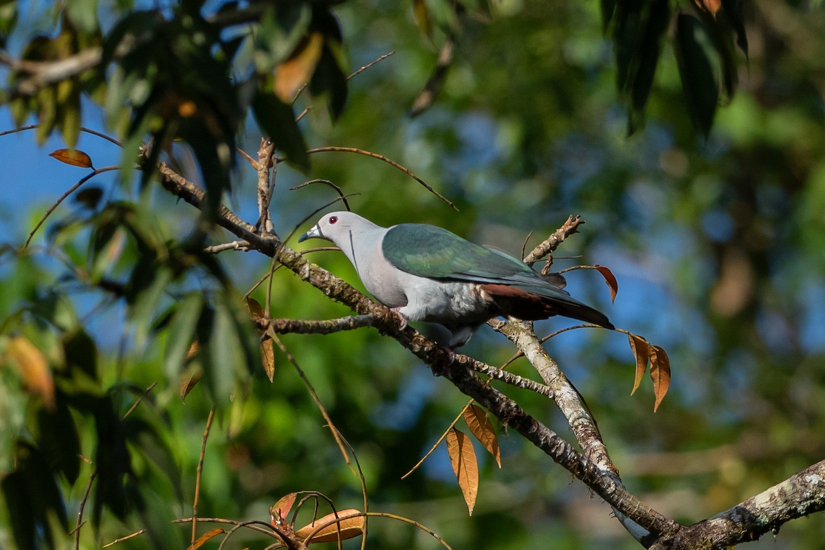 Green Imperial-Pigeon - ML641418991