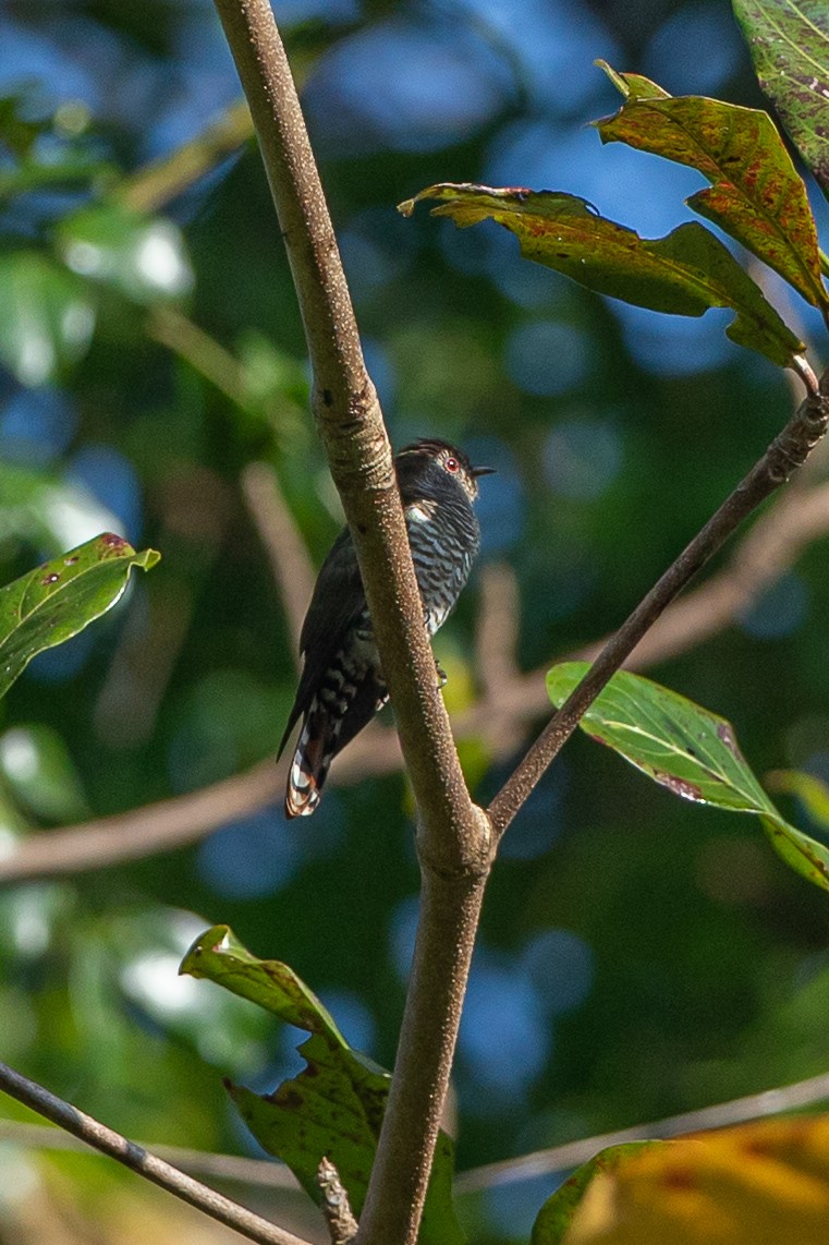 Violet Cuckoo - ML641418995