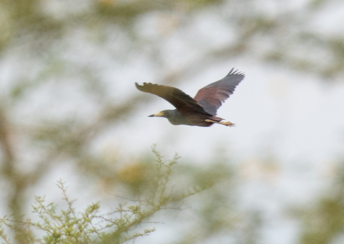 Rufous-bellied Heron - ML641418996