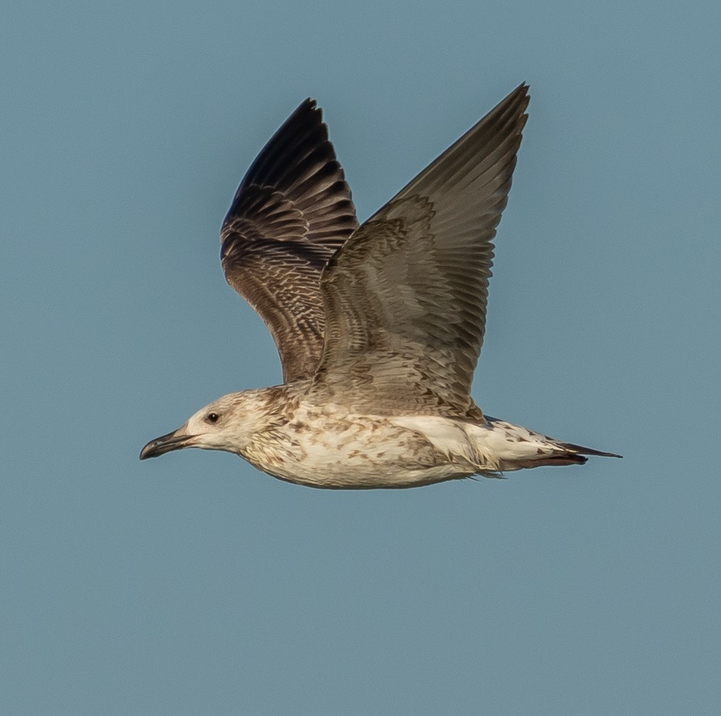 Caspian/Yellow-legged Gull - ML641418997