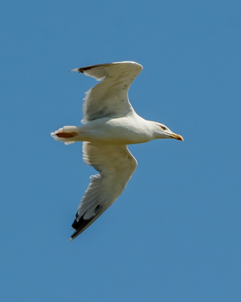 Caspian/Yellow-legged Gull - ML641418999