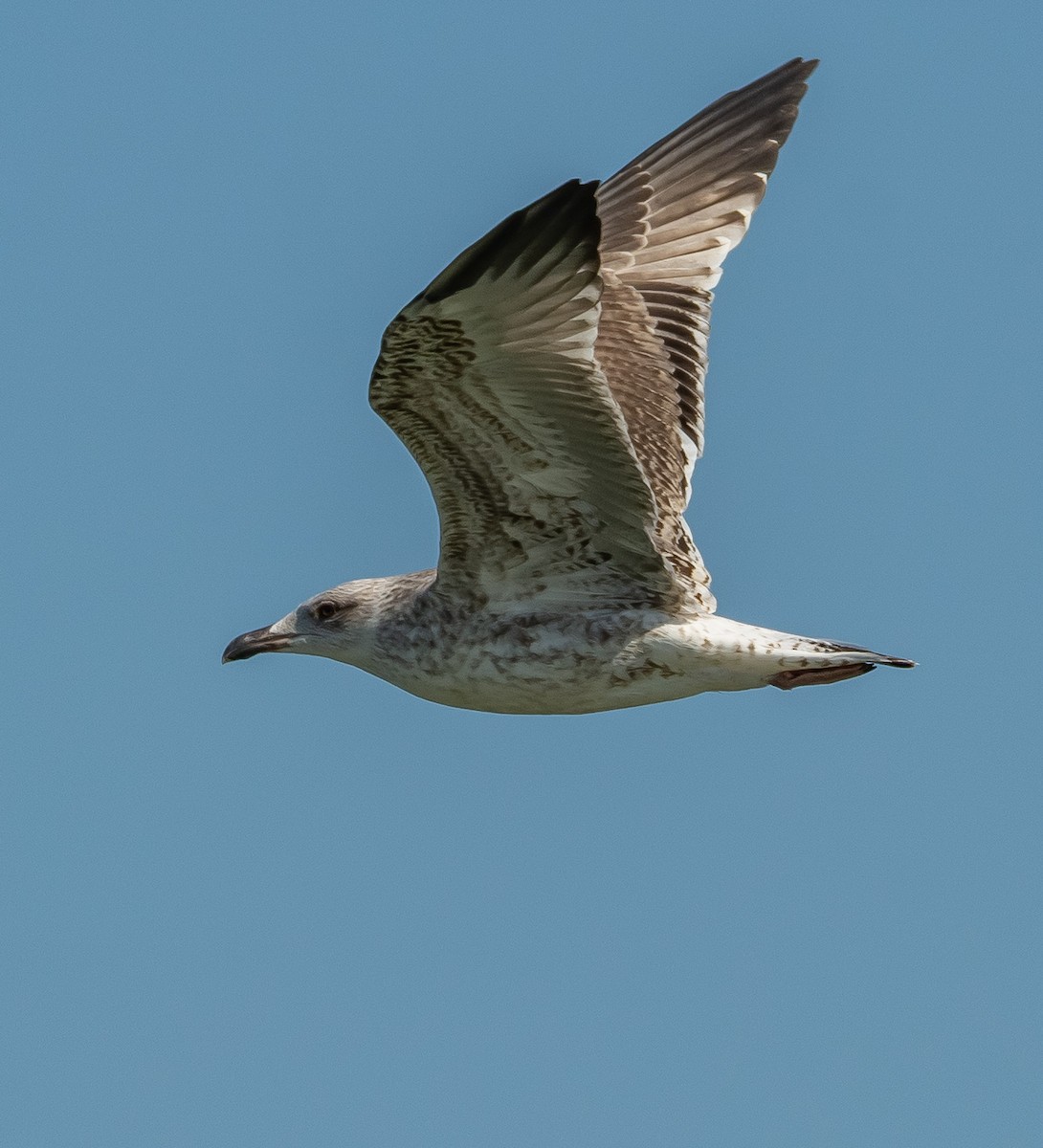 Caspian/Yellow-legged Gull - ML641419000