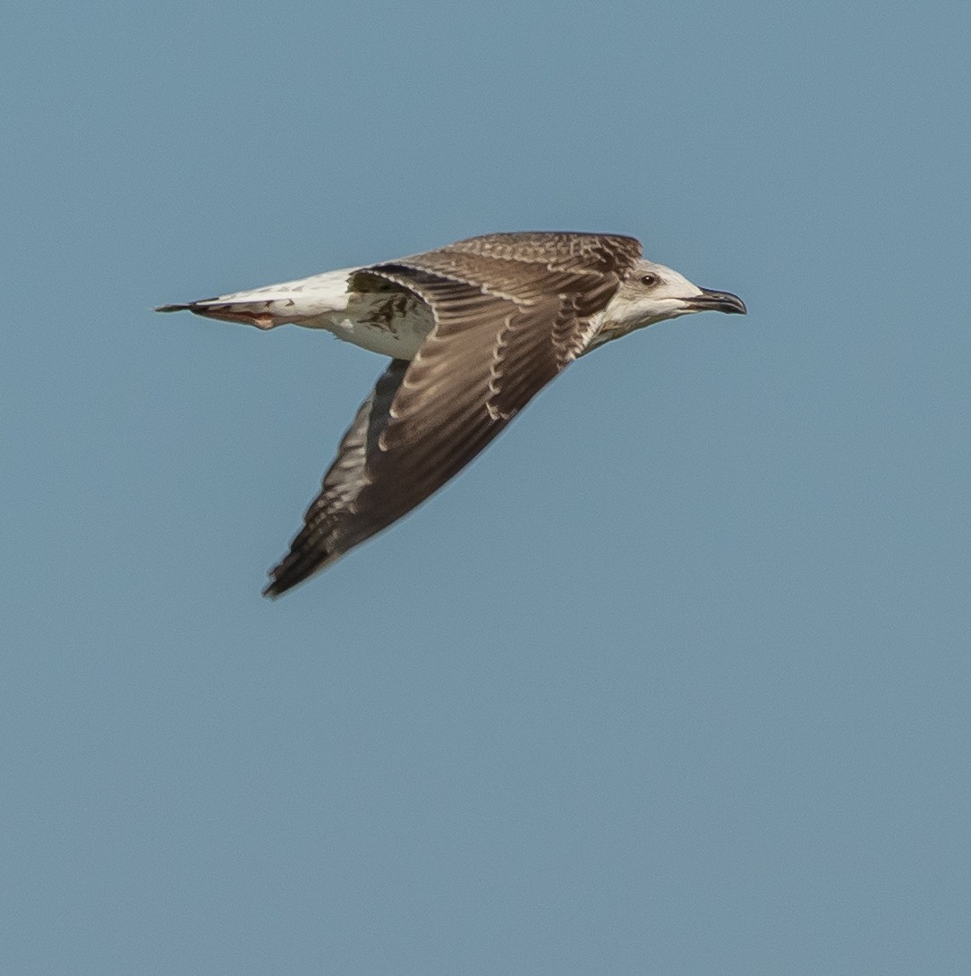 Caspian/Yellow-legged Gull - ML641419001