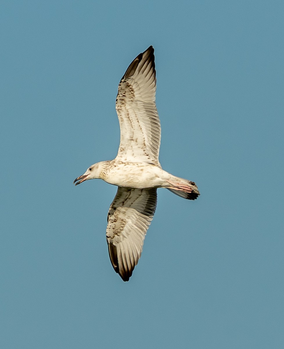 Caspian/Yellow-legged Gull - ML641419002
