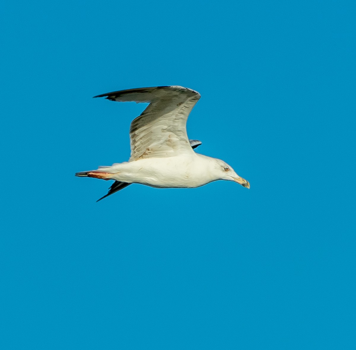Caspian/Yellow-legged Gull - ML641419003
