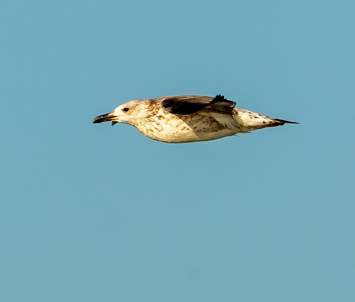 Caspian/Yellow-legged Gull - ML641419004