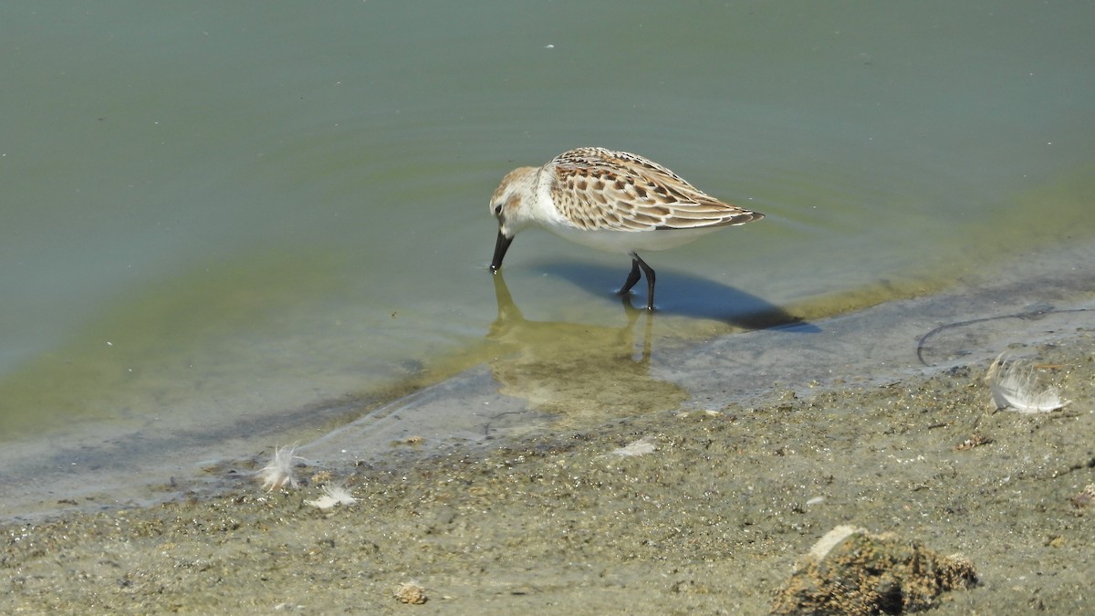 Western Sandpiper - ML641419005