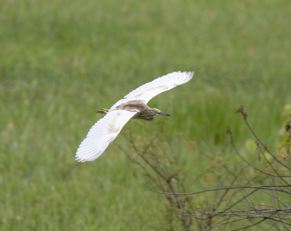 Squacco Heron - ML641419006
