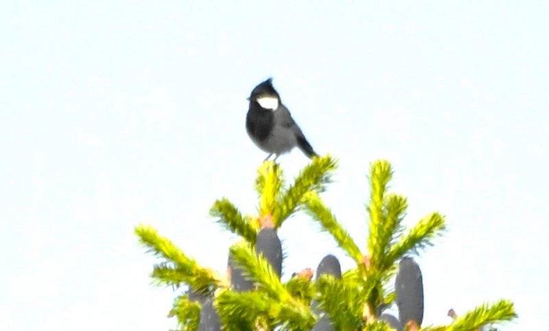 Rufous-naped Tit - ML641419007