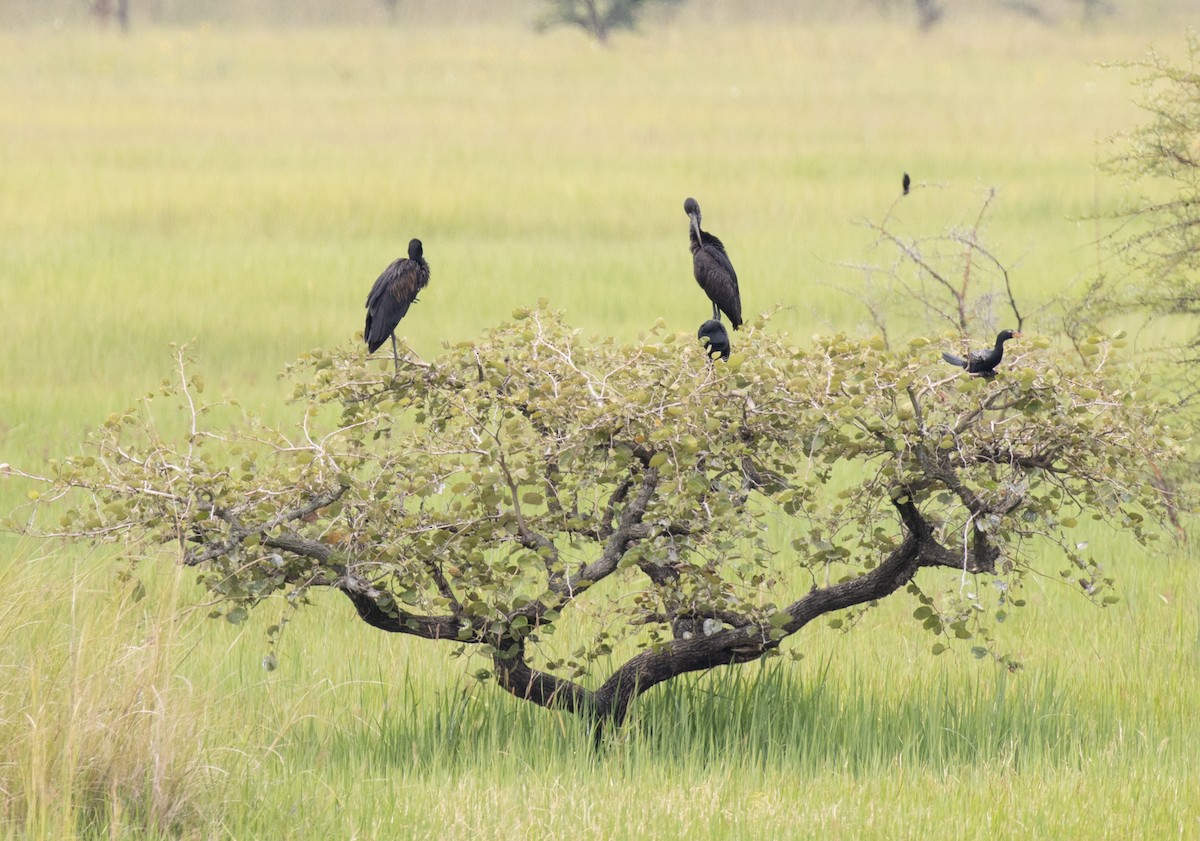 African Openbill - ML641419009