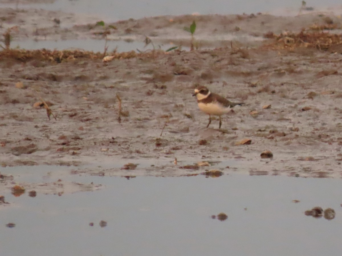Semipalmated Plover - ML641419010