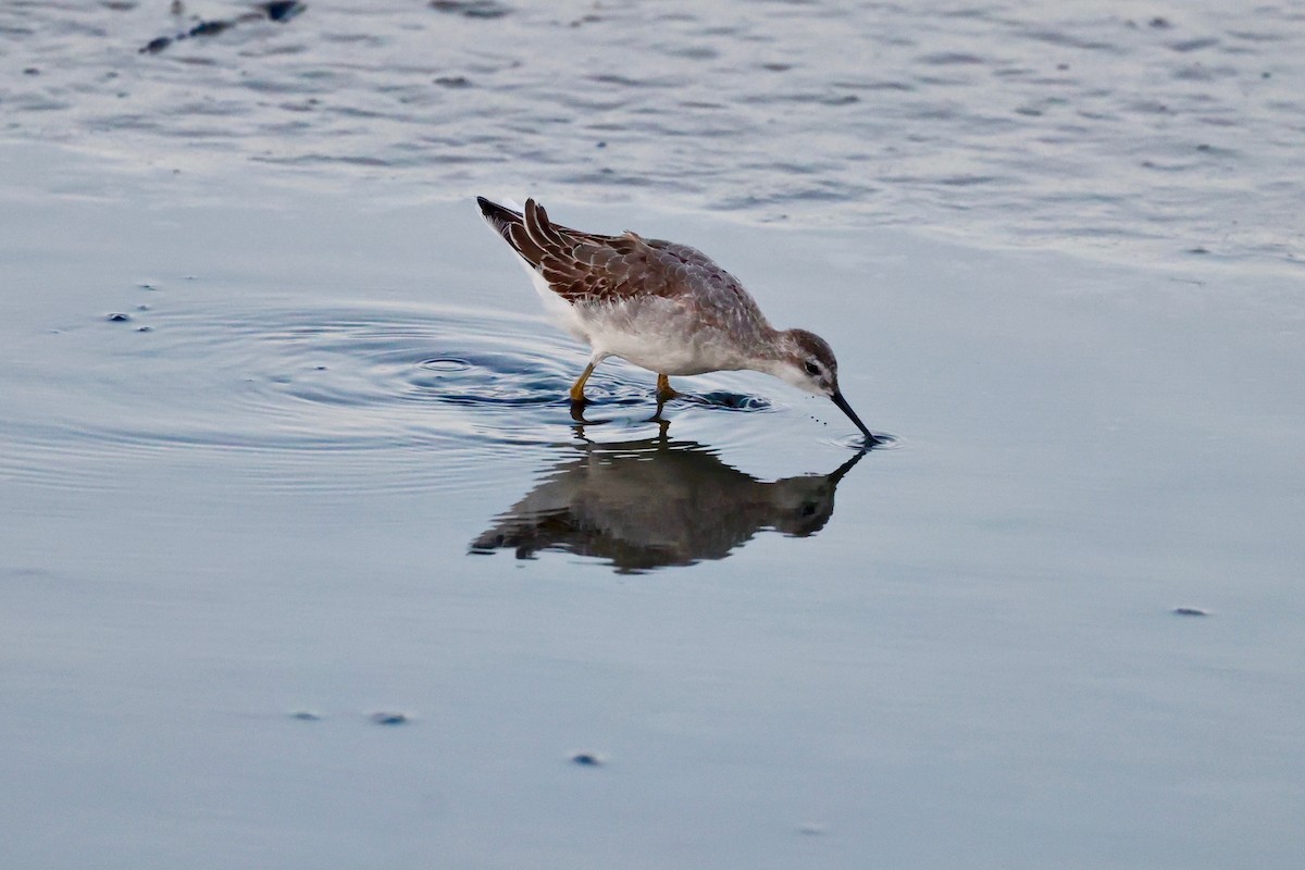 Wilson's Phalarope - ML641419011