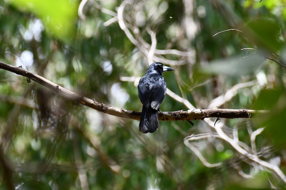 Black Butcherbird - ML641419012