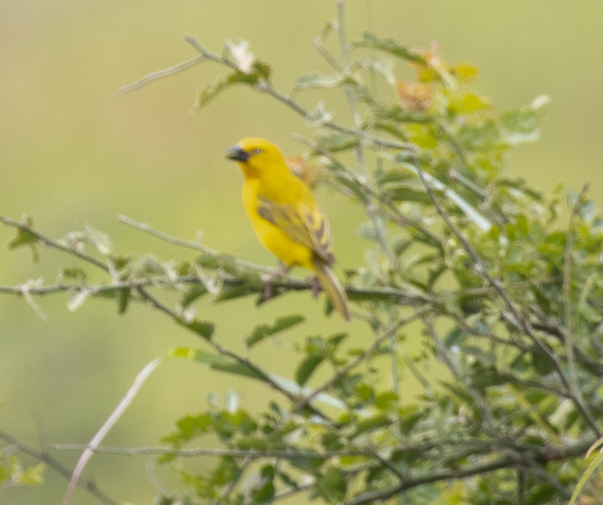 Holub's Golden-Weaver - ML641419013