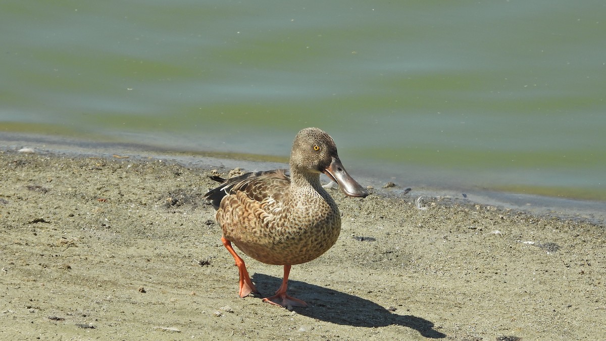 Northern Shoveler - ML641419017