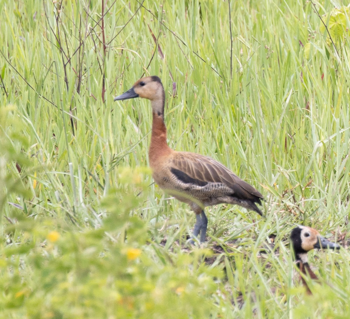 White-faced Whistling-Duck - ML641419018