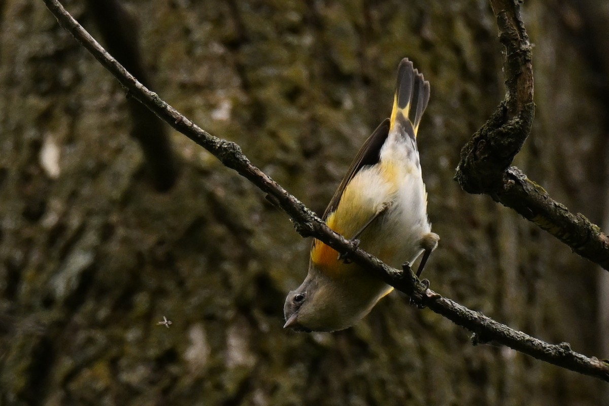 American Redstart - ML641419019