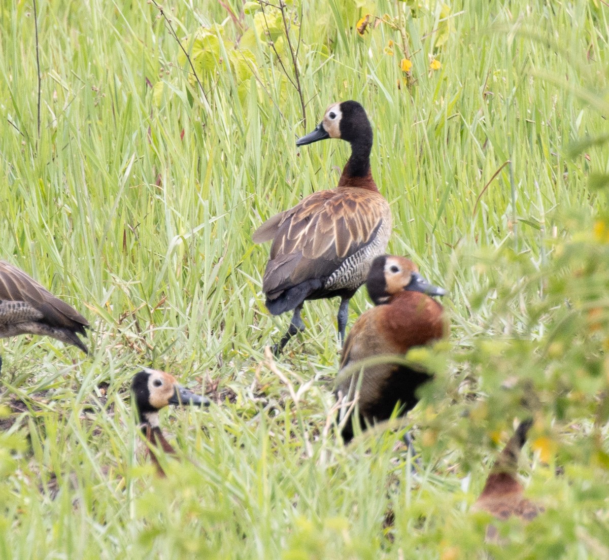 White-faced Whistling-Duck - ML641419020
