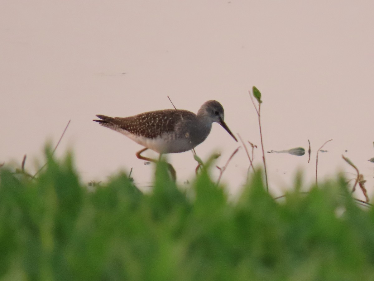 Lesser Yellowlegs - ML641419022
