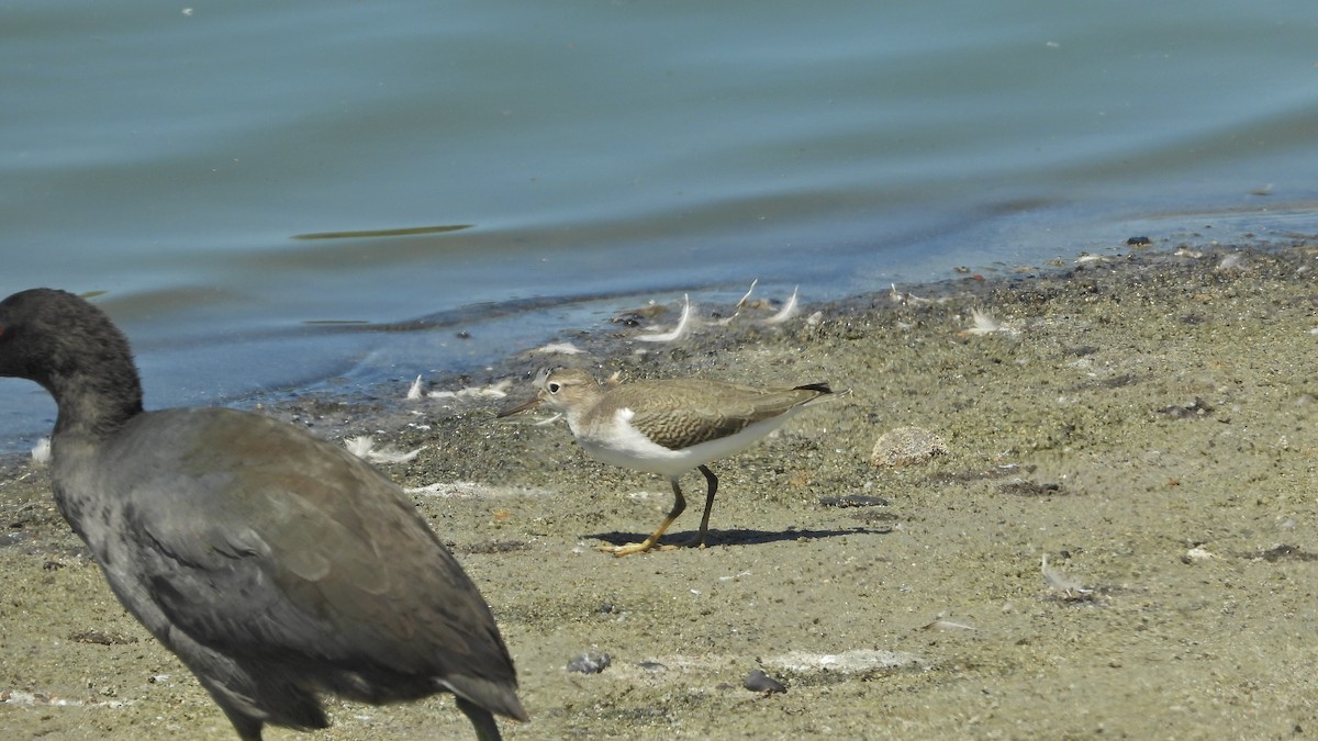 Spotted Sandpiper - ML641419023
