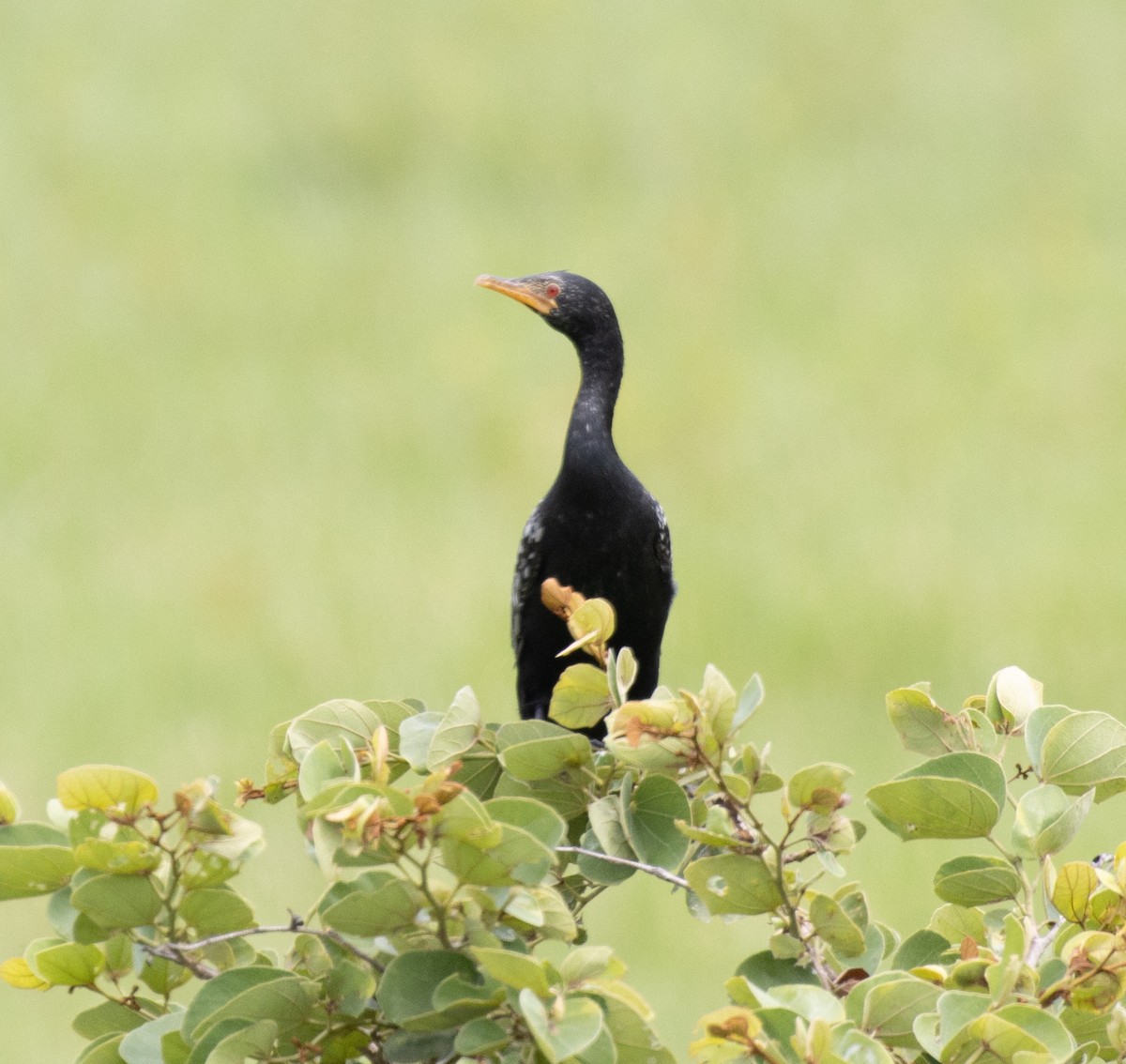 Reed Cormorant - ML641419024